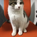 推定生後6ヶ月の猫ちゃん