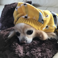 ゆめ