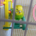 セキセイインコ 手乗り