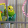 セキセイインコ 手乗り サムネイル2