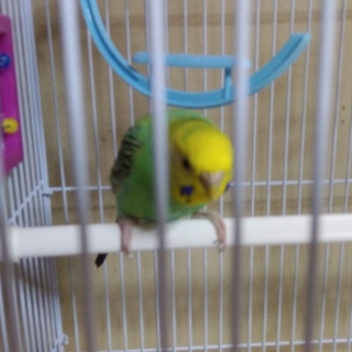 セキセイインコ 手乗り 女の子