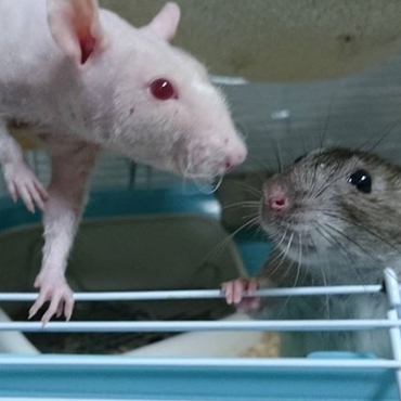 赤ちゃんの父（スキニー）と母（ブラウンフーディット）