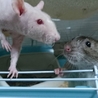 赤ちゃんの父（スキニー）と母（ブラウンフーディット）