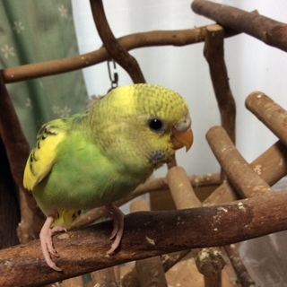 セキセイインコのヒナ 里親募集です