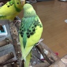 セキセイインコのヒナ 里親募集です サムネイル2