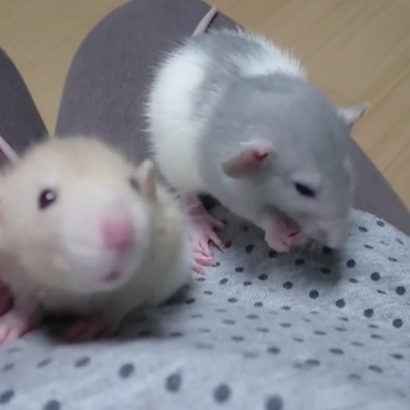 ダンボ兄弟♂
