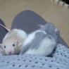 ダンボ兄弟♂２