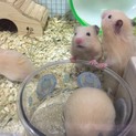 キンクマ&長毛ハムスターの赤ちゃん里親募集
