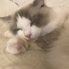 れいなにゃん