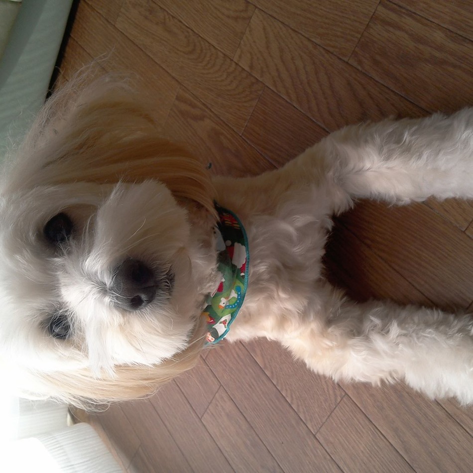 リオのカバー写真