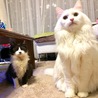 ココとふーちゃん