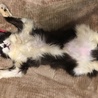 猫の開き