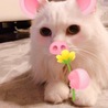もも29