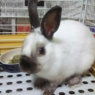 白うさぎ 