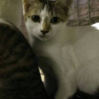 ひかえめな女の子　さゆきちゃん