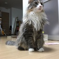 甘えん坊なノルウェージャンです！