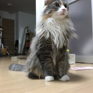 甘えん坊なノルウェージャンです！