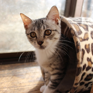 白いくつ下のサバシロちゃん