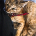 甘えんぼ猫ちゃんの里親募集