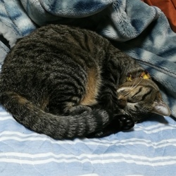 明けましておめでとうございます