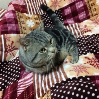 無事に里親さんが決定しました