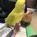 コザクラインコ