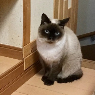 大きなシャムミックスのフク