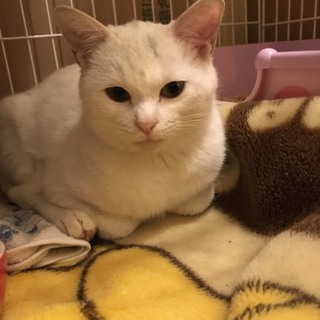 里親さん決定！しずかちゃん、幸せになってね！
