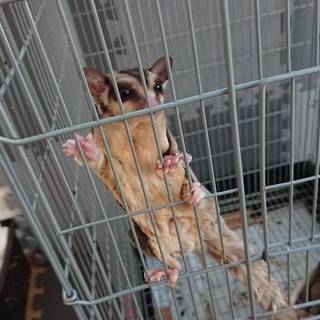 フクロモモンガ♂１匹♀２匹里親募集