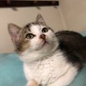 公園に捨てられ、生き延びていた子猫ちゃん！