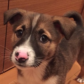 ♂５００里親さん募集です( ^ω^ )