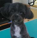 チワワとマルチーズのMIX犬