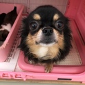 引退犬の里親募集です。