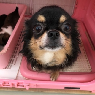 引退犬の里親募集です。