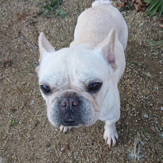 問い合わせ多数  フレンチ女の子