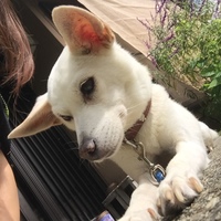 ぱお