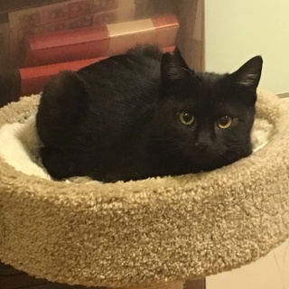 TNR現場で保護した黒猫こあらです