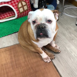 ブルドッグ女の子