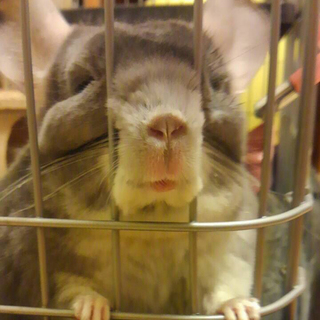 ◎元気いっぱいのチンチラ♀です◎