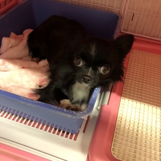 チワワ女の子です( ˶ˆ꒳ˆ˵ )