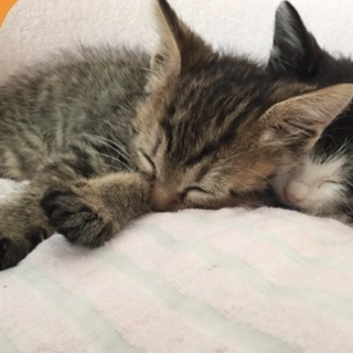 子猫ちゃんのママ募集
