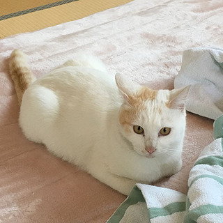 超々人懐っこいです