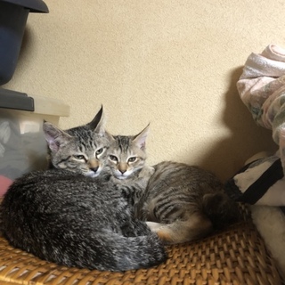 マンチカン(足長)