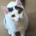 パステル三毛−6ヶ月のジュンちゃん