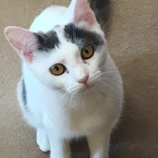 パステル三毛−6ヶ月のジュンちゃん