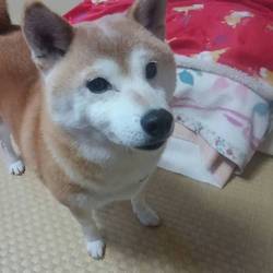 「(o＾・＾o)出逢いから１年(o＾・＾o)」サムネイル2