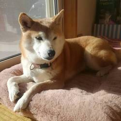 「(o＾・＾o)出逢いから１年(o＾・＾o)」サムネイル3