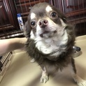 里親募集します。
