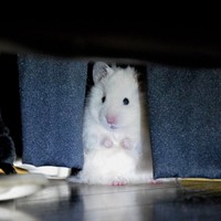 きよし