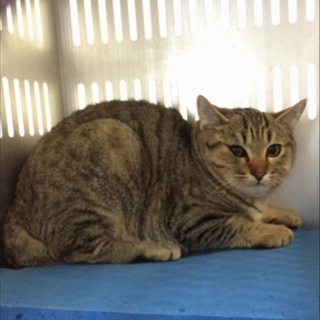 里親様決定！有難うございました。